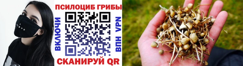 Псилоцибиновые грибы Psilocybine cubensis Норильск
